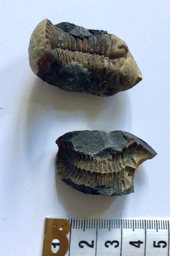 Trilobit fossil 2teillige - fossil,