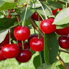 Jade (S großfruchtige