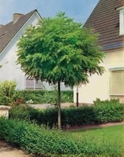 Robinie, Robinia Umbraculifera, Kugelrobinie, 250 cm, Kugelakazie + Dünger 