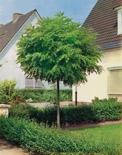 Robinia pseudo umbraculifera - pseudo.,