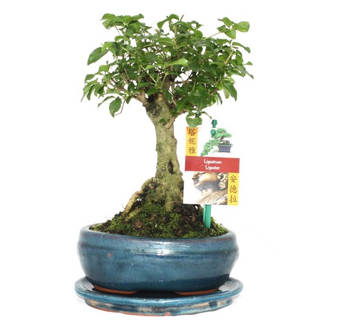 Bonsai chinesischer liguster - chinesischer,