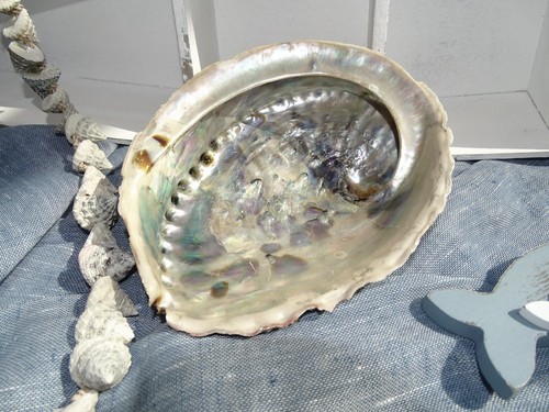 Echte muschel schale abalone - echte, muschel-schale