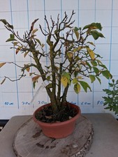 Bonsai Schlehe Outdoor Rohling