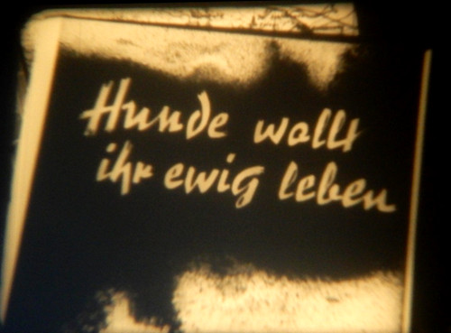 Hunde wollt ihr ewig - hunde, leben
