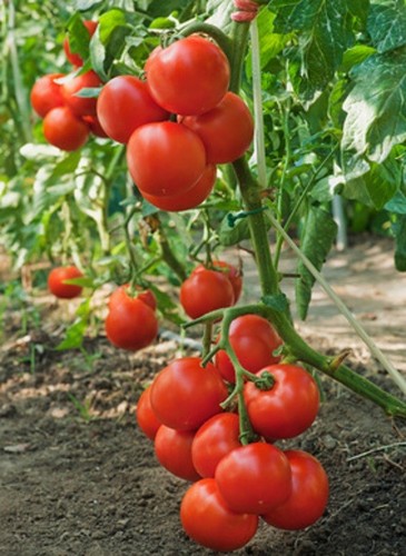 Tomatensamen - , (7+