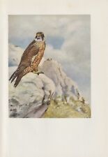 Wanderfalke (Falco peregrinus) Jungvogel KUNSTDRUCK v. 1956 G.E. Lodge Raubvögel
