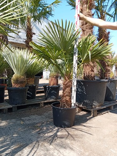 Hanfpalme trachycarpus - hanfpalme,