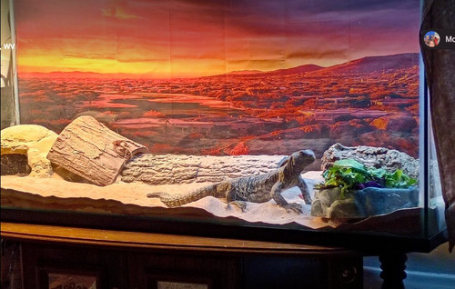 Glass reptile terrarium - reptile,