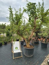 XXL Granatapfelbaum 270cm
