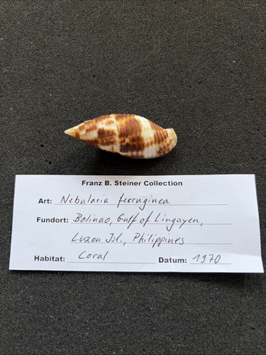 Rostige mitra nebularia - rostige, mitra/nebularia