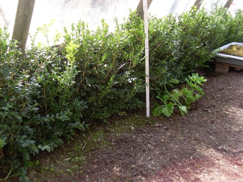 Buchsbaum 50cm pflanzen - 50cm,