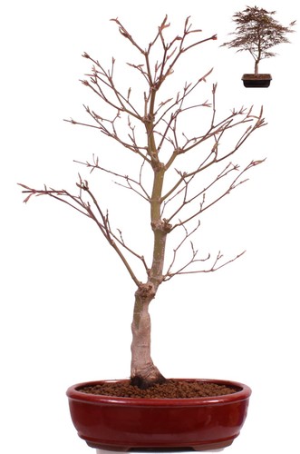 Bonsai acer palmatum - bonsai,