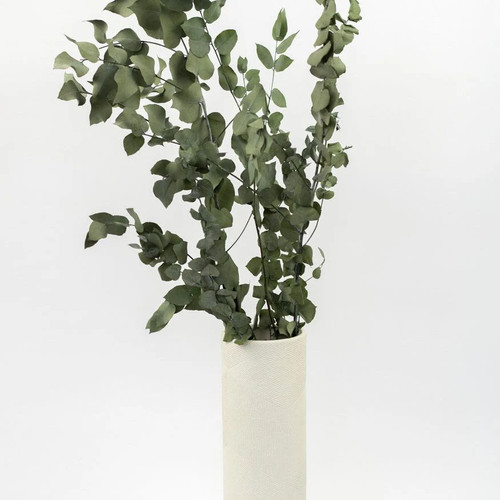 Getrockneter eukalyptus - getrockneter,