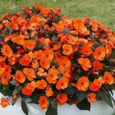 80001455 busy lizzie orange - 80001455,