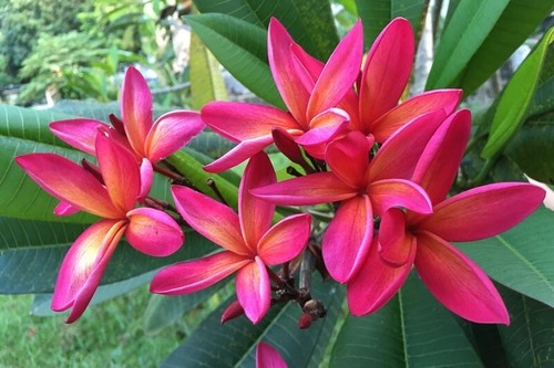 Rote frangipani - rote,