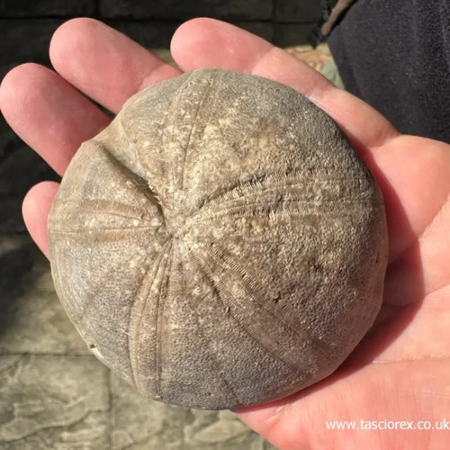 Clypeus plti britischer - -, jura