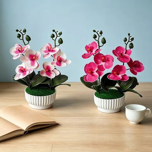 Drei blumen phalaenopsis - blumen,