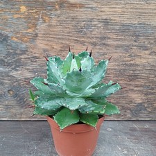 Agave isthmensis XXL