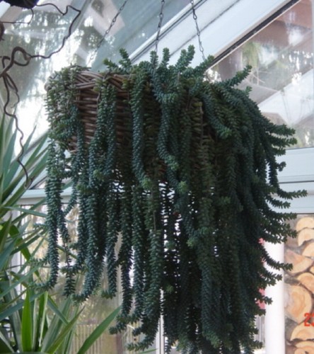 Sedum moganium affenschaukel - sedum,
