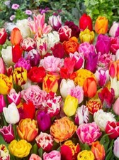 Premium Mix Pflückgarten 100 Stück Tulipa Blumenzwiebeln Tulpenzwiebeln *Frisch*