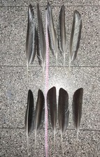 10 XL Gänsefedern - bis 40cm - schwarz -Schreibfeder Hutfeder - LARP Cosplay