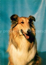 Hunde Langhaarcollie