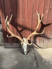 Hirschgeweih 12 ender mit