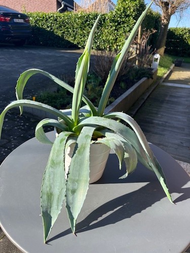 Echte aloe vera - "aloe, vera"