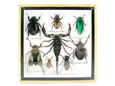 Einzelstück - echte