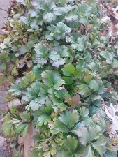 Robuster Bodendecker