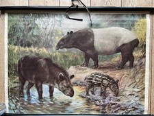 Alte Lehrtafel- Tapir-Bild