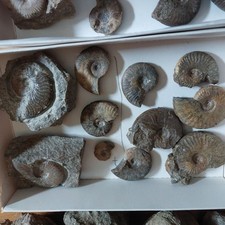 LOt 5:  10  Lias e  Ammoniten