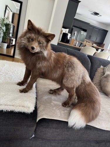 Fuchs softmount taxidermy - softmount,