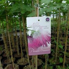  Albizia ca. 100  cm persischer Schlafbaum Seidenbaum Albizie julibrissin Akazie