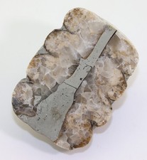 Nautiloid, Actinoceras sp