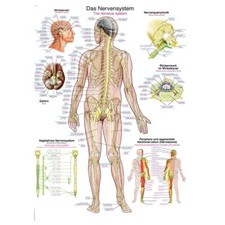 Anatomische lehrtafel das - anatomische,