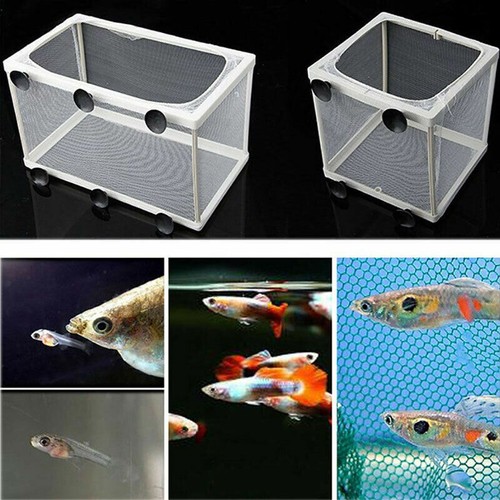 Aquarium ablaichkasten - aquarium,