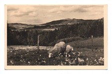 Foto Ak Rhön Schäfchen auf