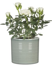 Scheurich blumentopf 828 - scheurich,