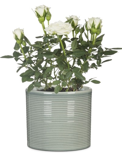 Scheurich blumentopf 828 - scheurich,