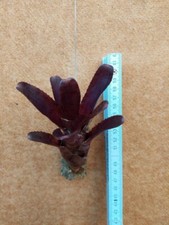 Neoregelia demi aufgebunden - demi, ,aufgebunden
