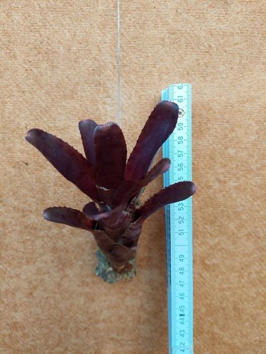 Neoregelia demi aufgebunden - demi, ,aufgebunden