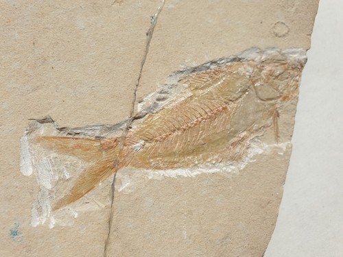 Anpräp nematonotus 11cm - -,