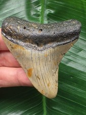 7,4 cm graublauer Zahn des