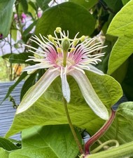 Passiflora cisnana Samen