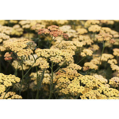 Achillea millefolium