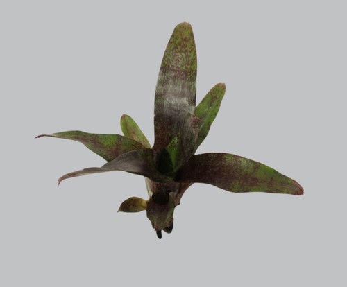 Neoregelia atlantis - neoregelia,