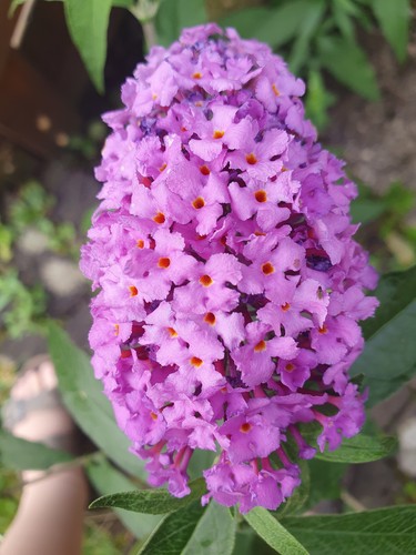 Sommerflieder buddleja - sommerflieder, (buddleja