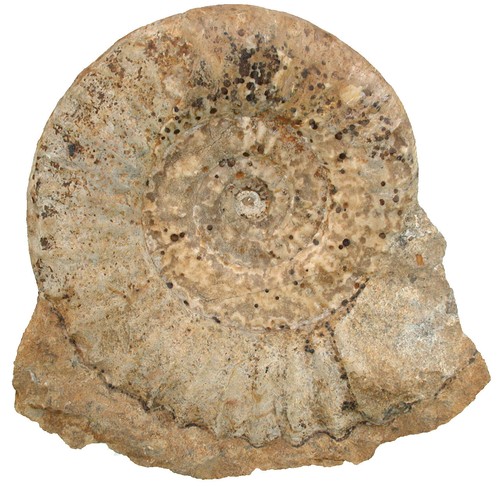 Lias platypleuroceras - lias,