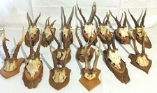 15 Rehbock Geweihe